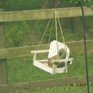 A squirrel enjoys a snack while sitting on a small wooden swing in the backyard.