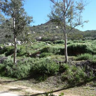 A scenic view of a hillside landscape featuring trees and lush greenery under a clear blue sky.