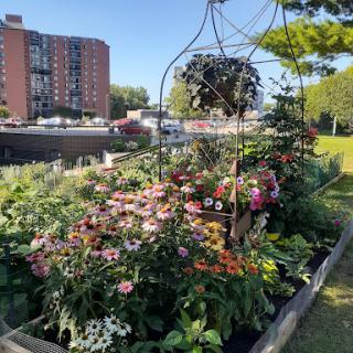 A vibrant urban garden filled with blooming flowers, set against a backdrop of city buildings.
