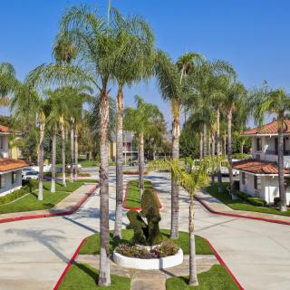 A sunny suburban residential area with palm trees and landscaped driveways.