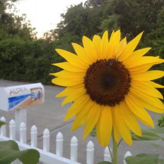 A vibrant sunflower blooms in front of a white picket fence and mailbox, capturing the essence of a serene garden setting.