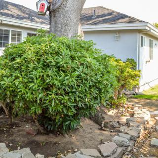 A well-maintained yard with a tree and bush in front of a house.