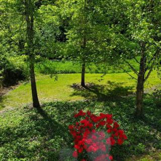 A lush garden scene with vibrant greenery and red flowers in bloom.