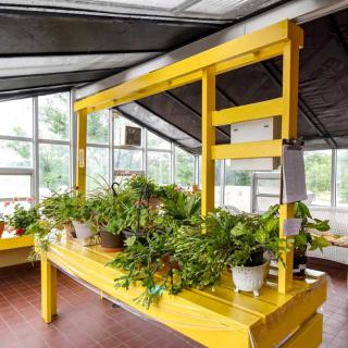 A bright yellow plant stand filled with various potted plants inside a greenhouse with large windows.