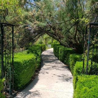 A serene garden pathway lined with lush greenery and arching branches.