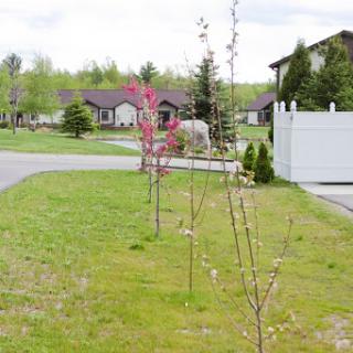 A peaceful suburban scene featuring newly planted trees along a manicured lawn with residential houses in the background.