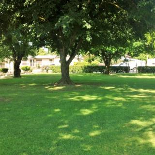 A peaceful park scene with lush green grass and shady trees.