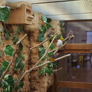 A vibrant aviary habitat featuring branches and greenery, home to various birds.