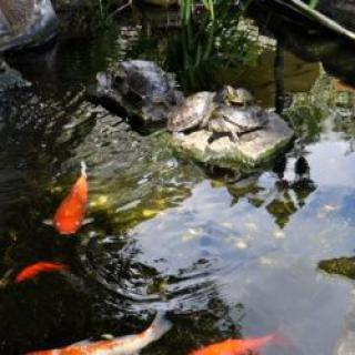 Turtles bask on a rock in a pond surrounded by colorful koi fish.