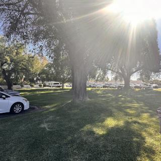 A sunny day in the park with trees and vehicles around.