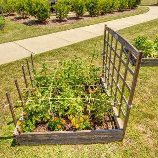 A small vegetable garden with a trellis in a raised bed.