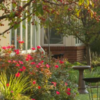 A serene garden scene featuring vibrant roses, a bird perched amidst the foliage, and a decorative birdbath.