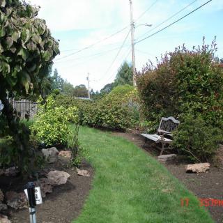 A serene garden with a lush green pathway and a wooden bench amidst bushes.