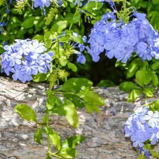 Beautiful blue flowers blooming amidst lush green foliage.