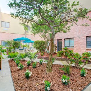 A serene garden space featuring a tree and various plants, perfect for relaxation.