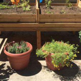A sunny outdoor garden with potted herbs and raised planter boxes.