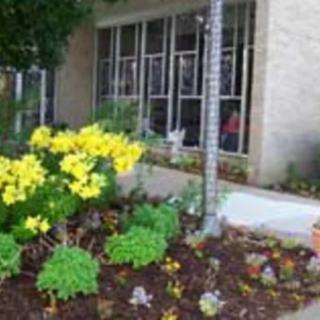 A garden with vibrant yellow flowers in front of a building with large windows.