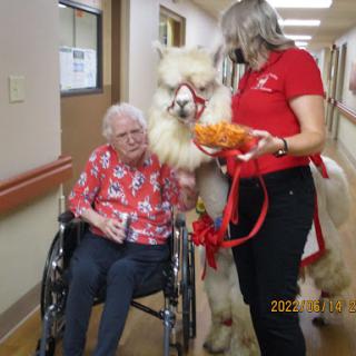 A heartwarming moment as an elderly resident interacts with a llama during an animal therapy session in a nursing home.