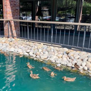 A group of ducks swimming in a pond near a building with rocky edges.
