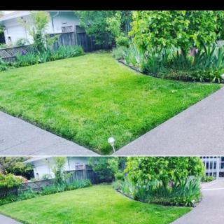 A well-manicured lawn with a surrounding garden in a backyard setting.