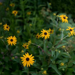 A cluster of vibrant yellow flowers in a lush garden setting.
