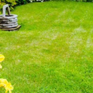 A lush green lawn surrounded by vibrant flora.