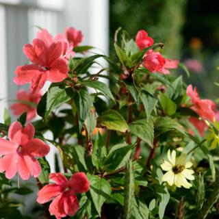 A vibrant arrangement of pink and yellow flowers in a garden setting.