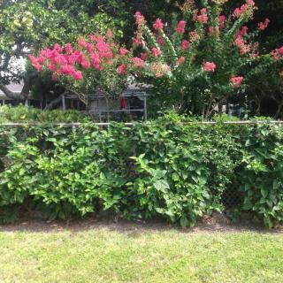 A lush garden with vibrant pink flowers and dense greenery.