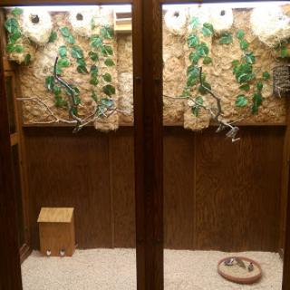 A well-designed terrarium featuring natural elements and plants, suitable for housing reptiles or small animals.