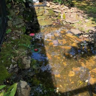 A small stream flows over rocks, with sunlight creating dappled patterns on the water.