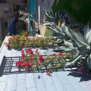 A vibrant garden display with red flowers and lush green plants.