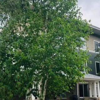 A lush green tree in front of a multi-story house.