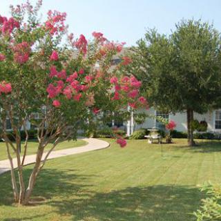 A garden with a variety of trees, including crepe myrtle, and a pathway leading to a house.