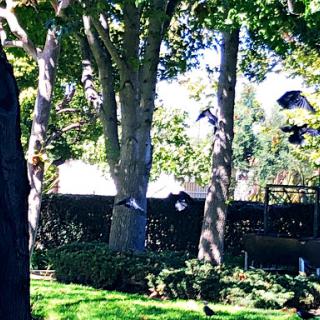 A serene garden scene with birds flying amidst lush green trees.