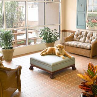 A cozy living room with a dog lounging on an ottoman, surrounded by comfortable furniture and potted plants.