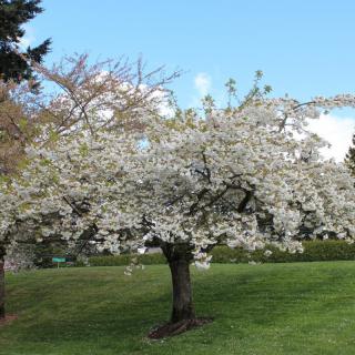 A tree in full blossom during springtime in a park setting.