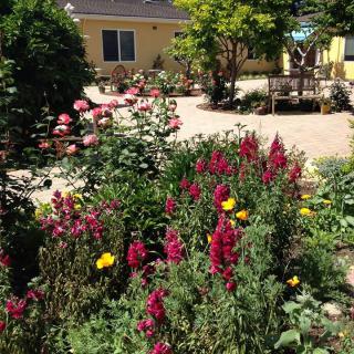 A colorful garden with various flowers in front of a house on a sunny day.
