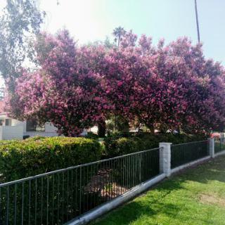 A vibrant pink flowering tree in a lush garden setting.