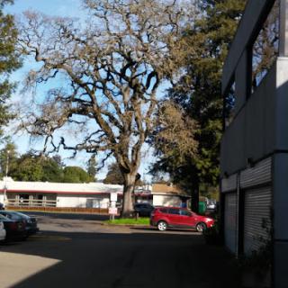 A tranquil view featuring a prominent tree beside a parking area, with a red car and clear blue skies.