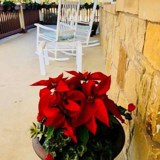 A cozy porch features a bright red poinsettia next to white rocking chairs.