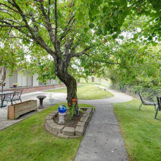 A serene garden pathway surrounded by lush greenery and a majestic tree.