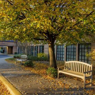 A scenic autumn view with benches under a tree near a building.