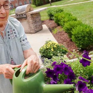 A woman waters purple flowers in a garden using a green watering can.