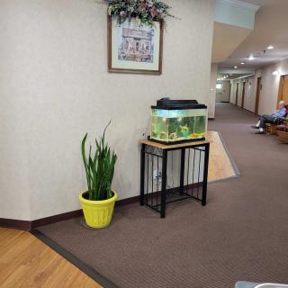 A hallway with an aquarium on a stand and a potted plant nearby.