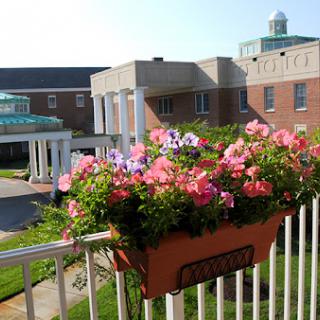 A vibrant display of flowers in a balcony planter with a building in the background.