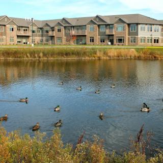 A serene view of ducks swimming in a pond with modern residential buildings in the background.