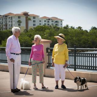 A group of seniors enjoying a walk with their dogs in a park.