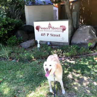 A happy yellow lab in front of a sign at 465 P Street.
