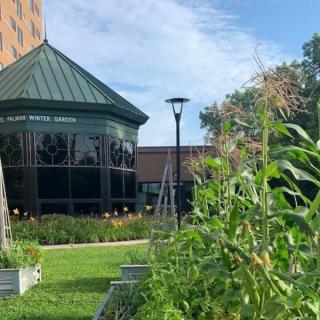 A green garden with plants in front of a building on a sunny day.
