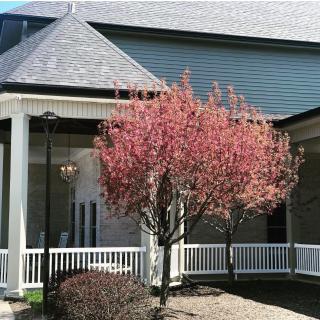 A house with a porch and a tree in full bloom featuring pink blossoms.